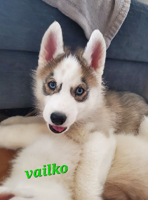 vailko