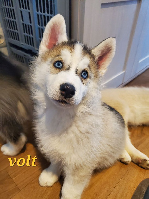 volt