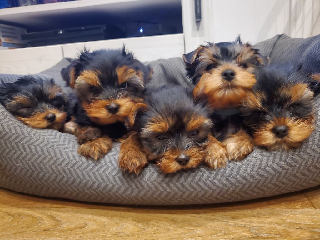 chiot Yorkshire Terrier Des Astres D'Amours