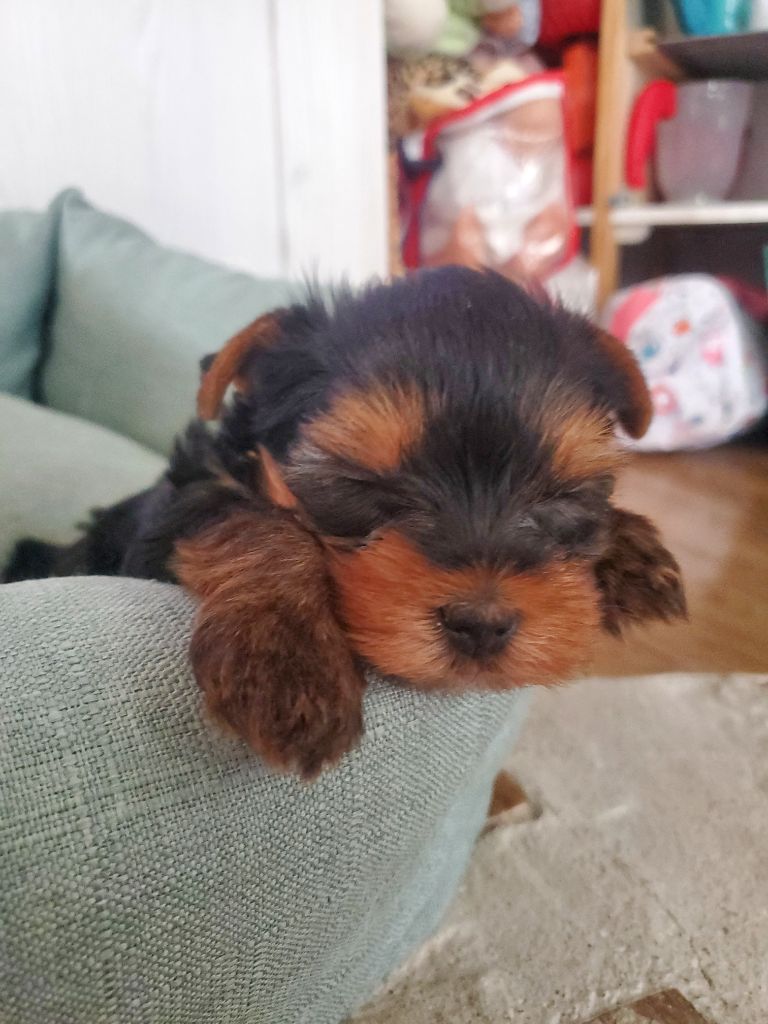 Des Astres D'Amours - Chiots disponibles - Yorkshire Terrier